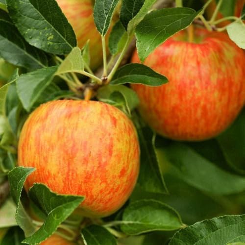 Honeycrisp Apple Tree - 24-36" Tall Live Plant - Juicy, Crisp App...