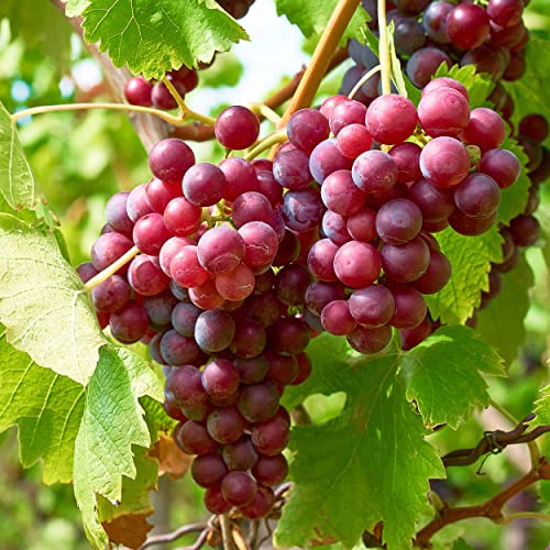 Garden State Bulb Red Suffolk Seedless Grape Bare Root Non-GMO Spring Planting (Bag of 2)