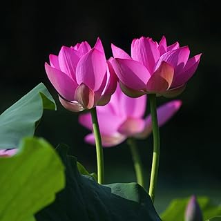 60PCS Open Mouth Purple Bonsai Lotus Seeds Water Lily Flower Non-GMO Heirloom Garden Home for Planting