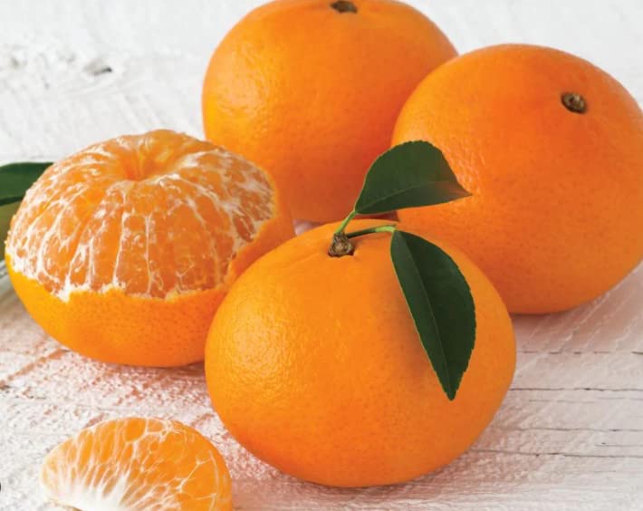 How to Grow Clementines from the Store A StepbyStep Guide Garden