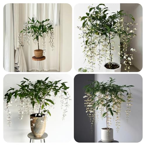 semillas resistentes de la planta de jazmín - de semillas de flores, plantas para exterior. Cultive semillas, plante resistentes en el exterior maceta, plantas de sombra Plantas 30pcs