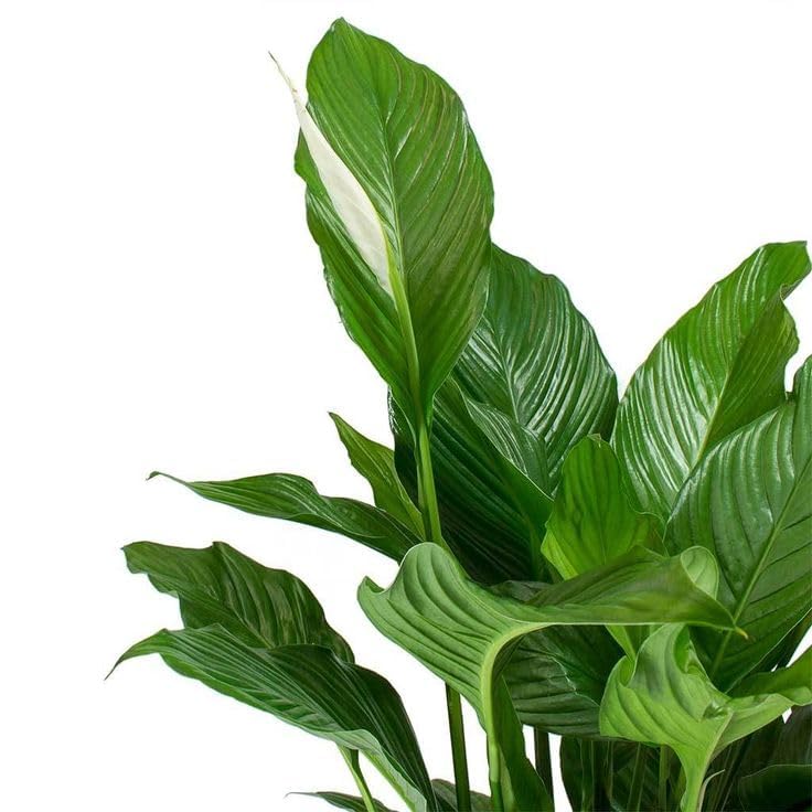 Image of ECO BLOOM Pink Peace Lily (Spathiphyllum) Live Indoor Flowering Plant with Pot | Air Purifying Houseplant for Home, Office & Living Room Decor