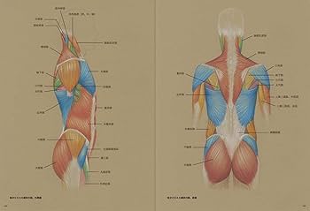 美術解剖図説　オックスフォード Amazon.co.jp: オックスフォード美術解剖図説 : スティーブン R