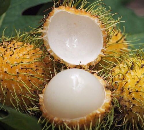 30PCS Yellow Rambutan Fruit Seeds