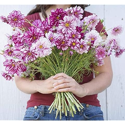 David's Garden Seeds Flower Cosmos Double Click Bicolor Violet 25 Non-GMO, Heirloom Seeds Cover