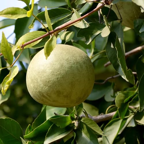 Image of Kalfo Live Bilva Leaf Bel Patra Plant Bael Leaf Bel Patra for Puja Bael Fruit Plant Bilva Leaf Medicinal Plant with Black Plastic Pot