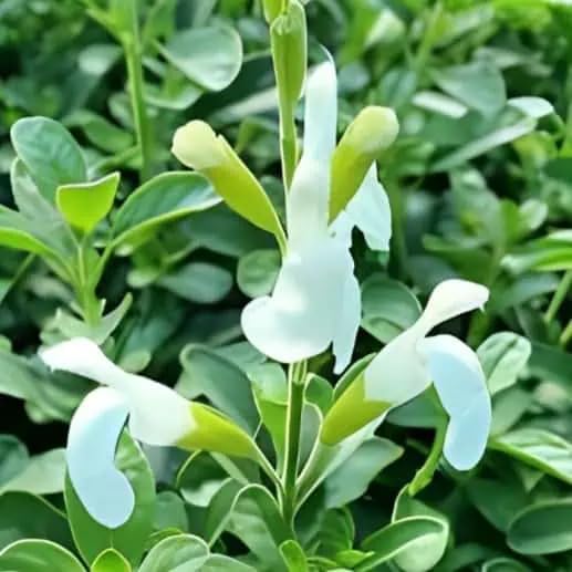 Salvia ‘White Full Moon’- Salvia that is Ready to Plant Out- Comes Back Every Year (Hardy) - Flowers from Summer to Autumn- Loved by Bees (Middleton Nurseries) (3X P9(9cm Pot))