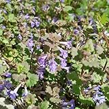 Gundermann samen - winterharte pflanzen für balkon stauden blumendeko heilkräuter samen gartenpflanzen wildkräuter samen bodendecker kräutersamen winterharte balkonpflanzen kräuter 500pcs