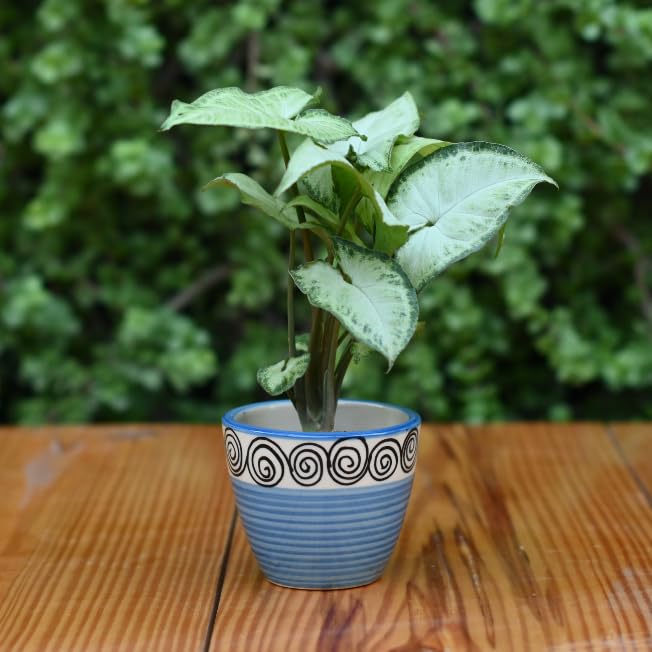 Plantlane Mini Ceramic Kullad Pot for Plants Home Decor Indoor/Table Top Planter (Batik Blue) (B0CPXV7MZN) Amazon Price History, Amazon Price Tracker