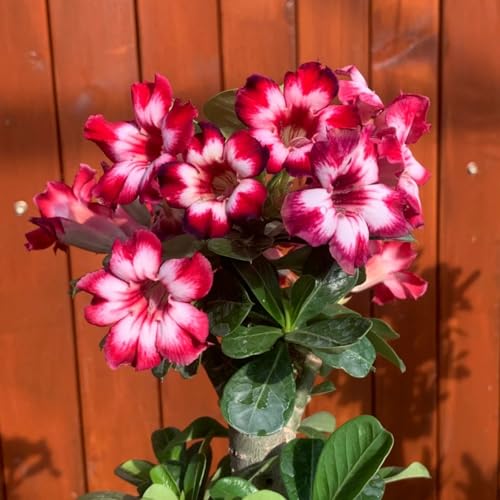 Rosa del desierto: Tubérculos resistentes para jardín - Fáciles de cuidar con rizoma -4Tubérculos-G