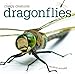 Creepy Creatures: Dragonflies