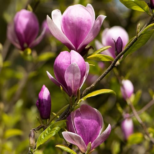 Magnolia Lennei Garden Shrub - Spring Flowering Hardy Shrubs for Pots Beds and Borders - Compact Deciduous Magnolia Plants Outdoor Garden Ready with Large Pink and White Flowers (15-30cm)