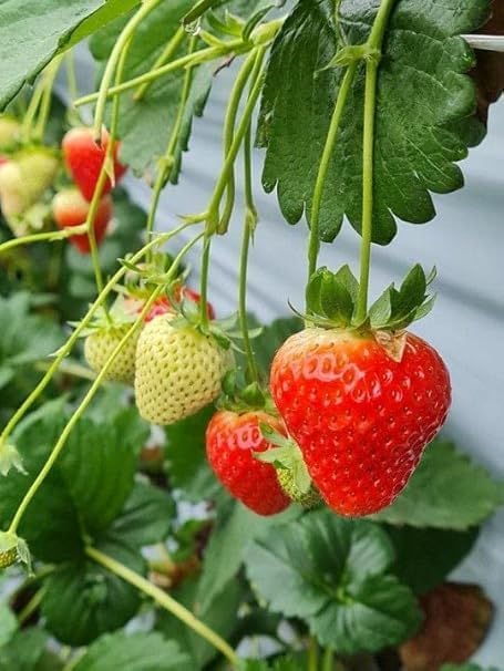 Image of RootNrise Premium Strawberry Seeds for Home and Garden, Hybrid Variety (Pack of 10+ Seeds)