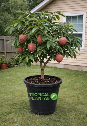 Custard Apple Tree (Annona reticulata) – Live Tropical Fruit Tree – USDA Certified