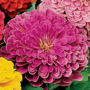 Park Seed Zinnia Seeds, Planting Flowers, Easy to Grow, Non-GMO, Perfect for Spring Garden, Parks Picks Lilac, Pack of 50