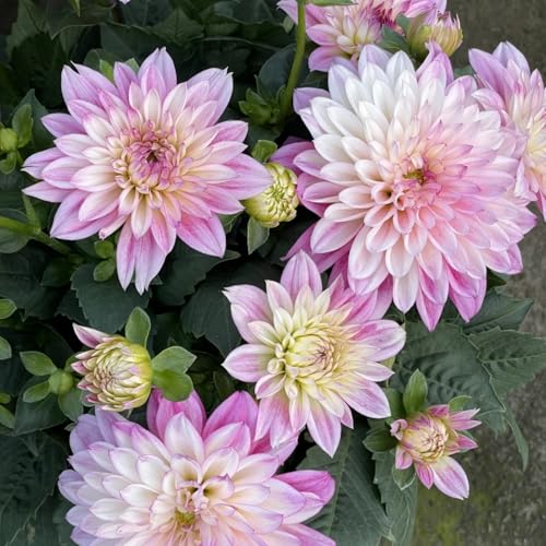 Dalias Tubérculos Hardy - Dalias Rizoma Adaptable a Climas Variados - Ideal para plantar -10Tubérculos-F