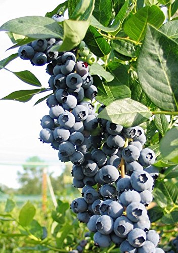 Vaccinium Blueberry 'Blue Crop' Fruit Bush 9cm Pot Plants Pack x3