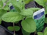 Clovers Garden Apple Mint Herb Plants- Two (2) Live Plants - Non-GMO - Not Seeds -Each 4'-8' Tall- in 4 Inch Pots, Hardy, Easy to Grow