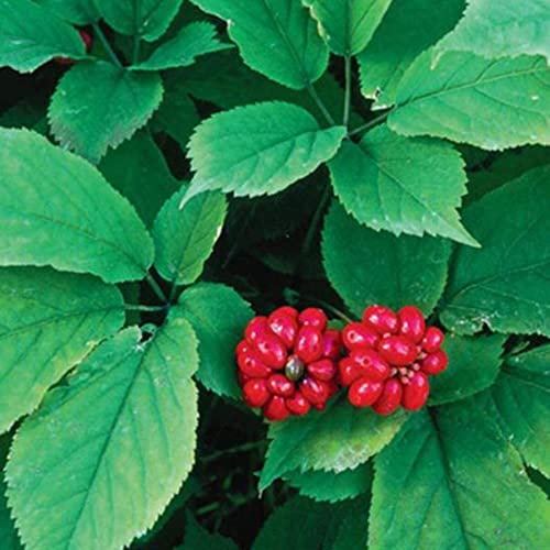 Herbs Seeds For Planting Perennial Stratified American Ginseng Seeds Panax Quinquefolium 200 Pcs Non-Gmo Organic Ginseng Seeds #TOP1