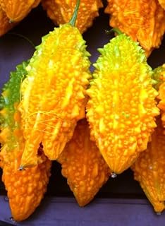 SeedsUA - Seeds Bitter Melon Pare (Momordica charantia) Non GMO
