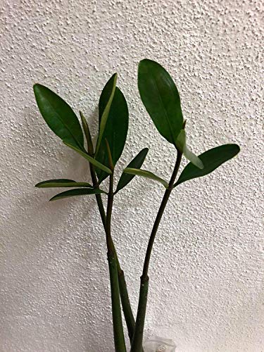 SANHOC Seeds Package: Mangrove (Rhizophora mangle) seedling - !!!Only for a short time!!!-SEED