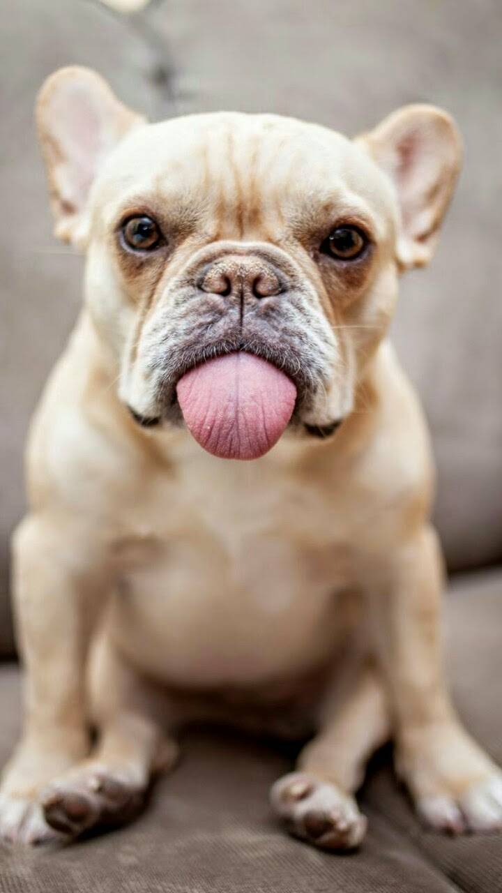 Dog Wallpaper for Android