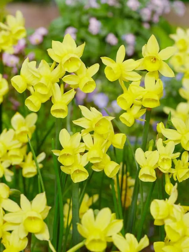 NARZISSEN Blumenzwiebeln Winterhart, Mehrjährige Osterglocken Zwiebeln aus Holland für Garten, Balkon, Beete & Töpfe. Sortenrein & Mischungen. Frisch, Trocken & Groß (500, Angels whisper)