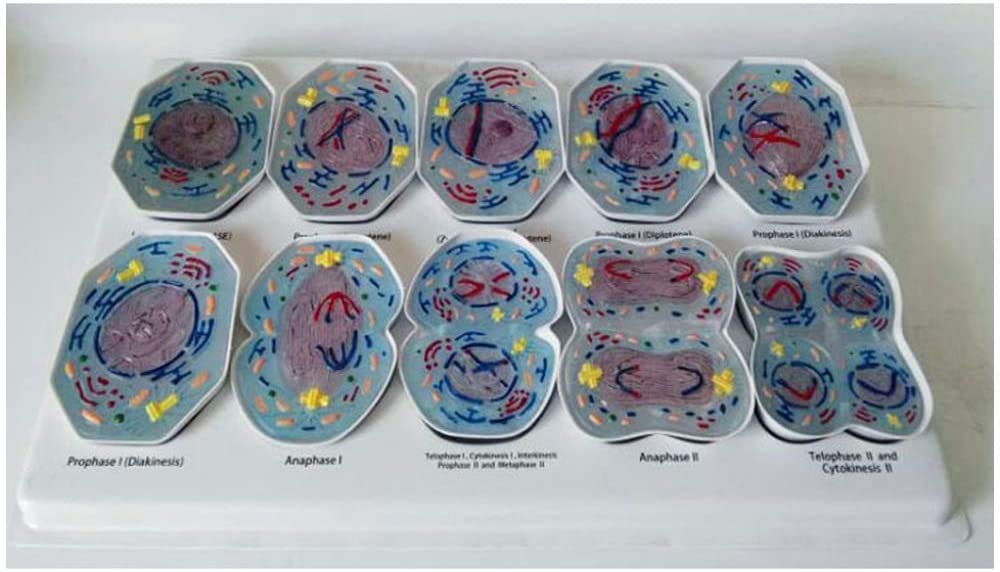 Estudio sobre La Educación De La Línea De Biología Celular De 10 Estructuras Clasificadas De La Meiosis Celular En El Modelo Celular del Modelo Anatómico