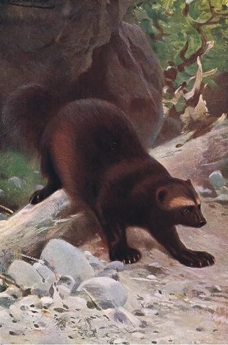 Cuadro sobre lienzo de glotón por Wilhelm Kuhnert de 60x90cm para salón