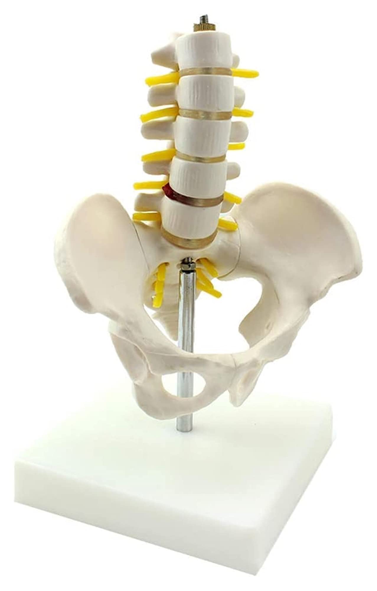 Model kości lędźwiowej Materiał PVC Anatomia człowieka Kość Medyczna Kość Nauka Dekoracja Statua