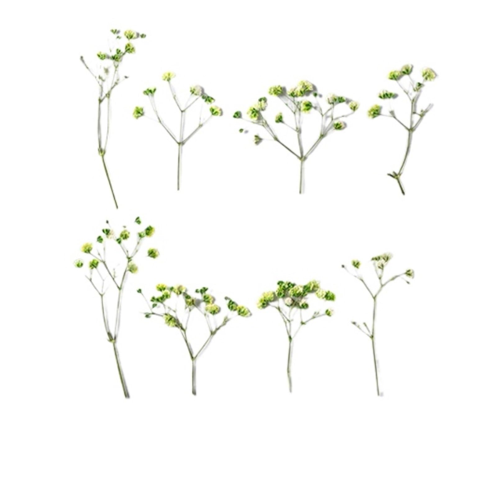 WJIAYAO dried gypsophila flowers 24pcs/4-6cm, Pressed Gypsophila Paniculata Flower Branches,Dried Babysbreath DIY Photo Frame Bookmark Drip Glue Phone Case(Color3)