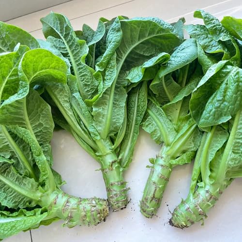 semillas de ensalada de espárragos - semillas y plantas de hortalizas plantas exóticas resistentes cultivo de plantas Semillas de hortalizas, decoración de jardín exterior, plantas 80pcs