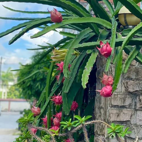 Semillas de dragón Pitaya, de balcón resistentes Semillas de Hylocereus undatus, 200pcs
