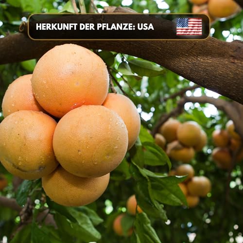 Aromaholik Grapefruitöl BIO 100% naturrein – Ätherische Öle für Diffuser & Aroma Diffuser – Zertifiziertes ätherisches Öl aus Indien – Grapefruit Essential Oils 10ml für Sauna & Massage