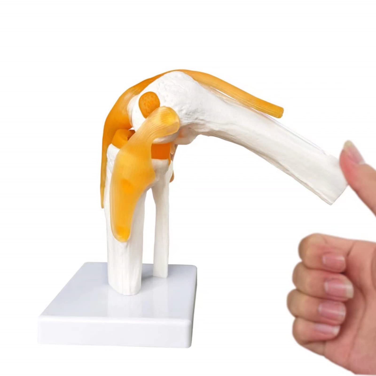 EVOTECH SCIENTIFIC Modèle de genou fonctionnel humain, avec ligament, taille réelle pour l'enseignement médical, la démonstration de clinique, outils d'apprentissage et d'affichage d'éducation