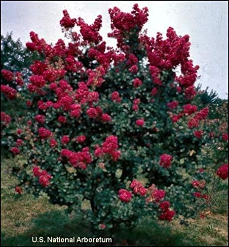 Gran mirto Cherokee Crape, madura más de 8 pies, racimos de flores rojas vino oscuro, crece denso y grueso, se envía de 2 a 4 pies de alto, bien