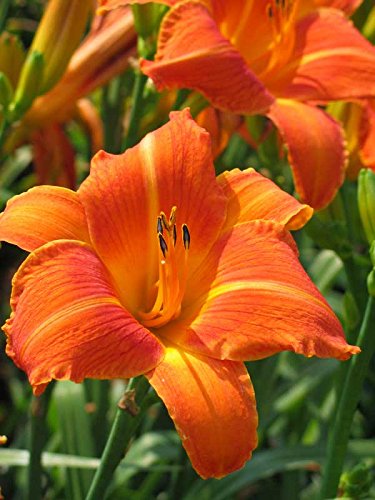 Day Lilly of The Most Beautiful Orange Flowers for Your Garden - Pack of 8 Bulbs-image-26