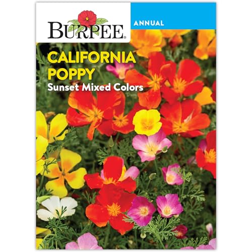 Burpee Sunset Mixed Colors Poppy Seeds - Vibrant, Easy Annual