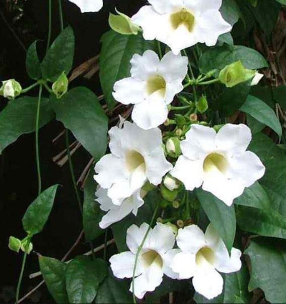 PLNZLY Thunbergia mysorensis, Clock Vine (Pack of 1) Live Plants (B09SWBV1TG) Amazon Price History, Amazon Price Tracker