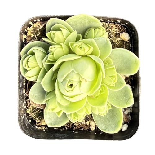 Sprout N Green Mountain Rose Live Greenovia Dodrantalis Succulent Plant Fully Rooted in 2 Pot House Plant for Indoor Outdoor Home Office Wedding Decoration DIY Project Party Favor