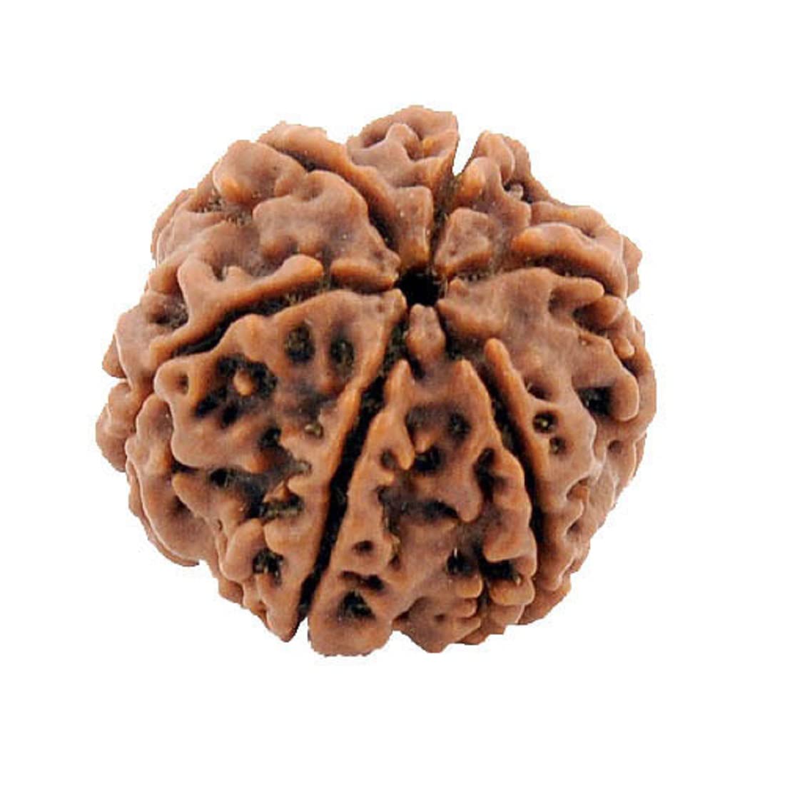 ASTRODIDI 6 Mukhi Nepali Rudraksha Six Face Rudraksh Nepali Lab Certified (B09RWK6CDX) Amazon Price History, Amazon Price Tracker