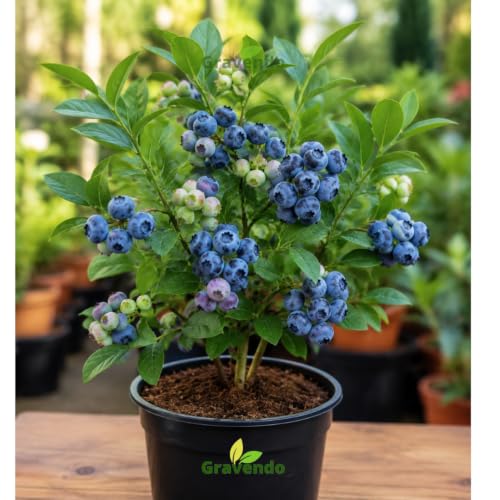 Image of Variegated Blueberry Fruit Plant - High-Yield Live Plant in Pot - Fast-Growing, Non-GMO Berry Bush - Sweet Antioxidant-Rich Blueberries - Ideal for Balcony Terrace or Garden