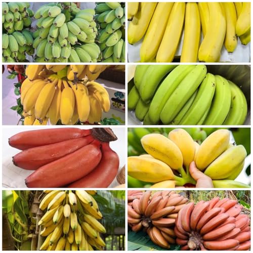 bananenpflanze banane - bananensamen - topfpflanzen draußen winterhart bananenbaum, deko wohnzimmer, winterfeste balkon säulenobst 90pcs