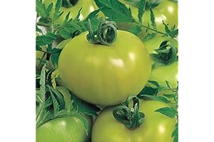 Fried Green Tomato Hybrid Tomato Seeds