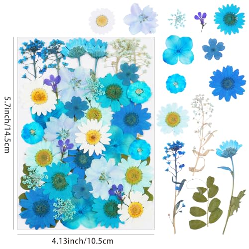 40 flores secas prensadas azules para manualidades miniatura 2