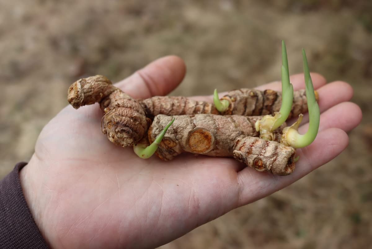 See full amazon price history chart for Turmeric seeds for planting, Planting seeds for turmeric, 100% germination planting turmeric seeds ( 300 gm ) Turmeric seeds for planting, Planting seeds for turmeric, 100% germination planting turmeric seeds ( 300 gm ) (B0BSB29666) Amazon Price History, Amazon Price Tracker