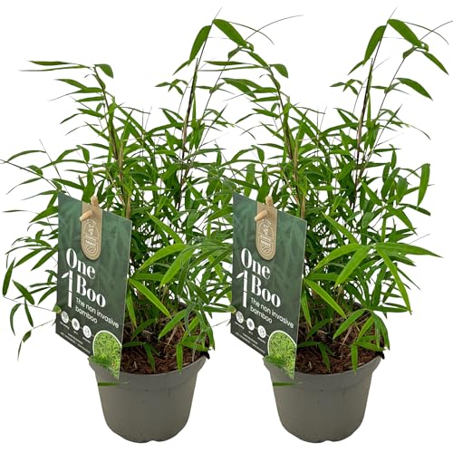 Lot de 2 Bambous Fargesia Angustissima – Bambou Non Traçant Persistant – Haie Brise-Vue Compact Cannes Pourpres – Résistant au Gel pour Jardin et Pot (50-70 cm...