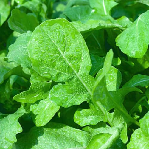 Sementes de Rúcula Cultivada (50g) ISLA