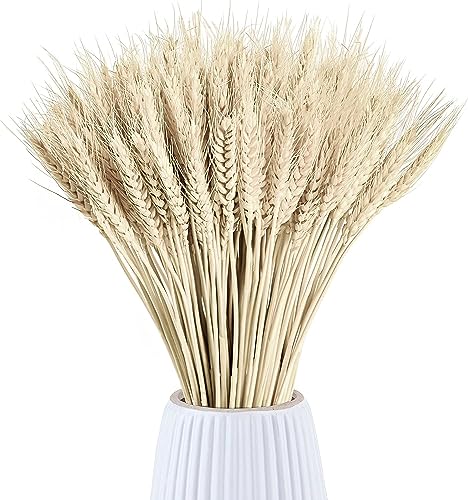 Ramo de espigas de trigo secas, 50 tallos para decoración miniatura 5