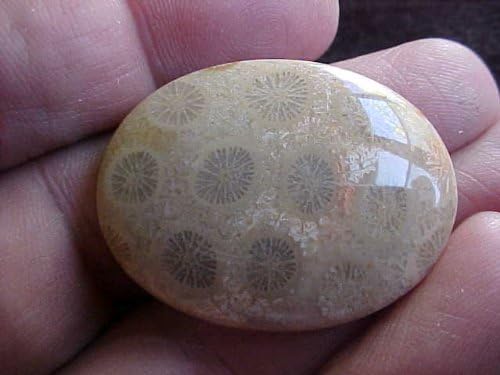 Gemqz S2721 Grey Coral Fossil Agate Flower Cute Cabochon !!